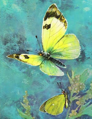 Бабочка - слушать онлайн стихотворение Афанасия Фета