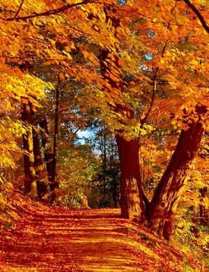 Осень - слушать стихотворение Лермонтова онлайн бесплатно