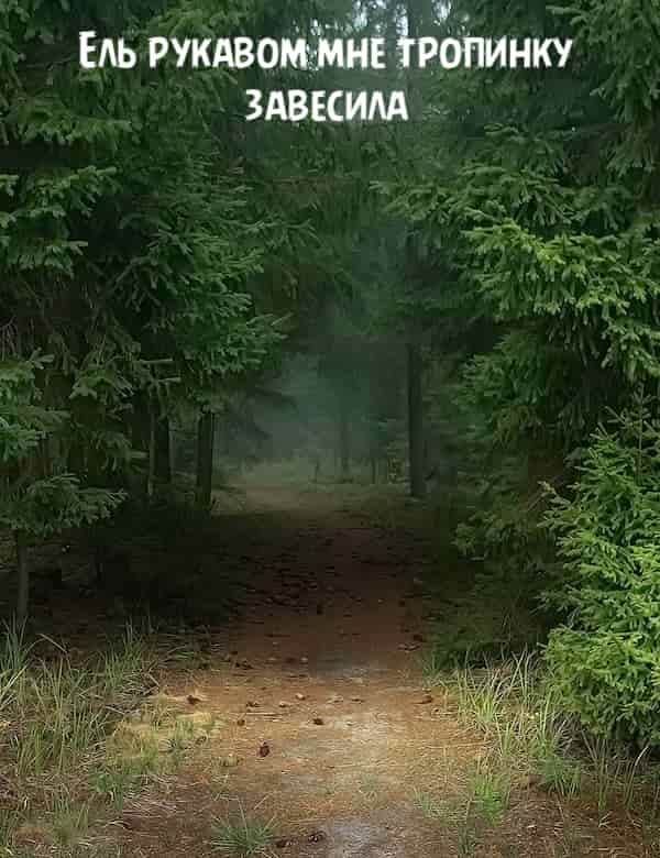 Фет тропинку завесила. Фет ель рукавом тропинку завесила. Стихотворение Фета ель. Афанасий Афанасьевич Фет ель рукавом мне тропинку. Стихотворение Фета ель рукавом мне тропинку завесила.